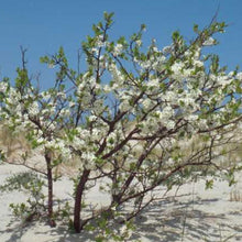 Load image into Gallery viewer, Prunus maritima - Beach Plum - 3 Gallon Pot
