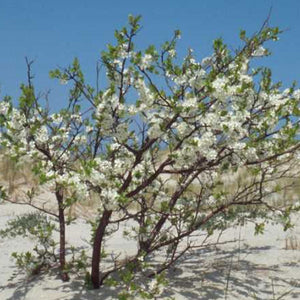 Prunus maritima - Beach Plum - 3 Gallon Pot