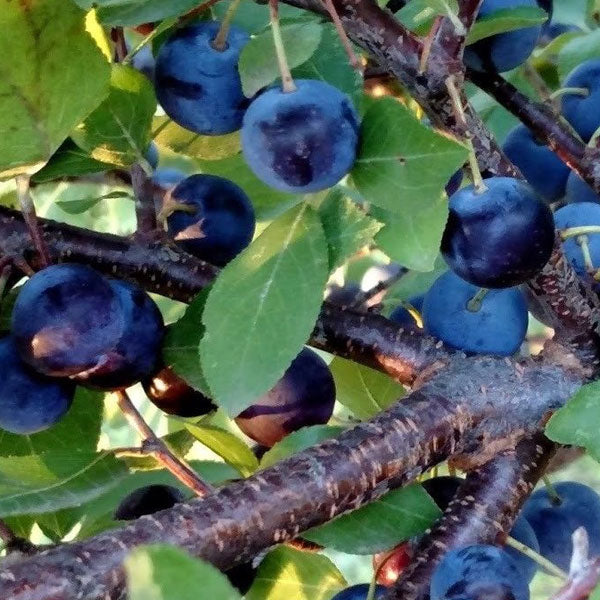 Prunus maritima - Beach Plum - 3 Gallon Pot