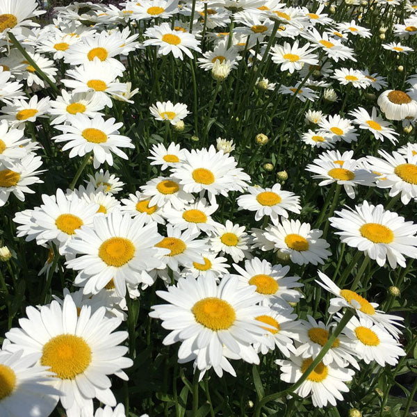 Leucanthemum 'Becky'