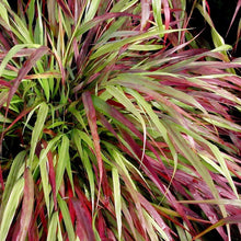 Load image into Gallery viewer, Hakonechloa macra &#39;Beni-Kaze&#39; - 1 Gallon Pot
