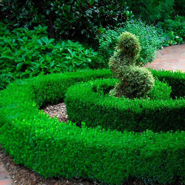 Buxus 'Green Velvet' - 3 Gallon Pot