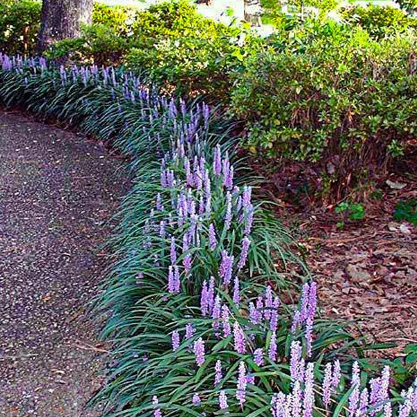 Liriope 'Big Blue'