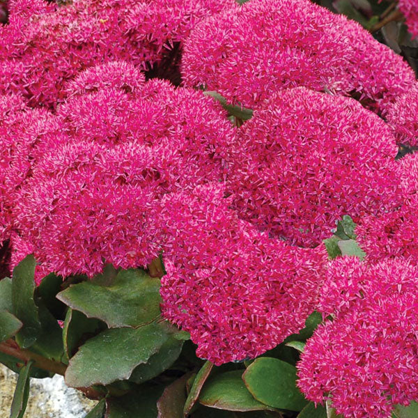 Sedum 'Birthday Party' - 2 Gallon Pot
