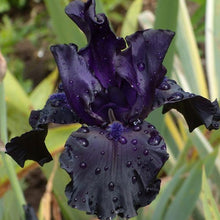Load image into Gallery viewer, Iris germanica &#39;Black Dragon&#39; - 1 Gallon Pot
