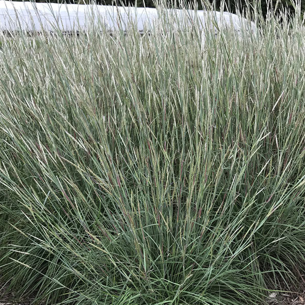 Andropogon ternarius 'Black Mountain'