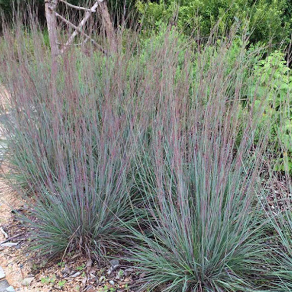 Schizachyrium 'Blaze' - 2 Gallon