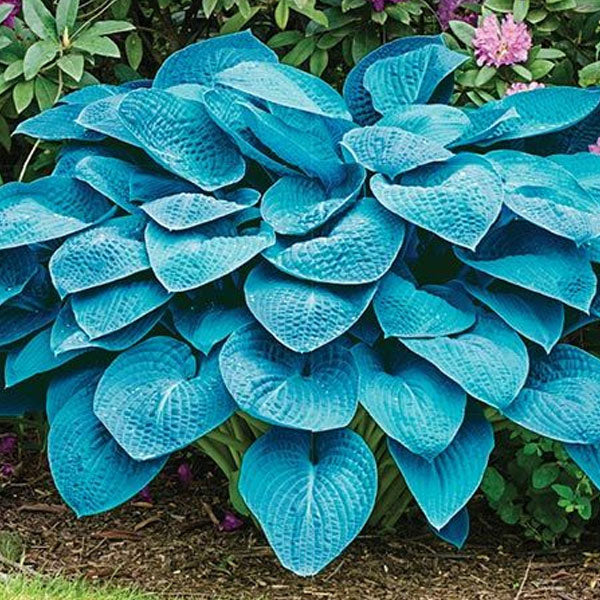 Hosta 'Blue Angel' - 2 Gallon