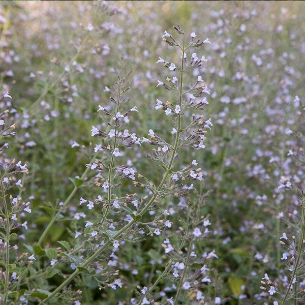 Calamintha 'Blue Cloud'