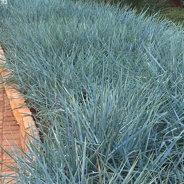 Leymus 'Blue Dune' - 2 Gallon Pot