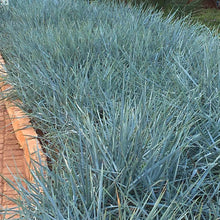 Load image into Gallery viewer, Leymus &#39;Blue Dune&#39; - 2 Gallon Pot
