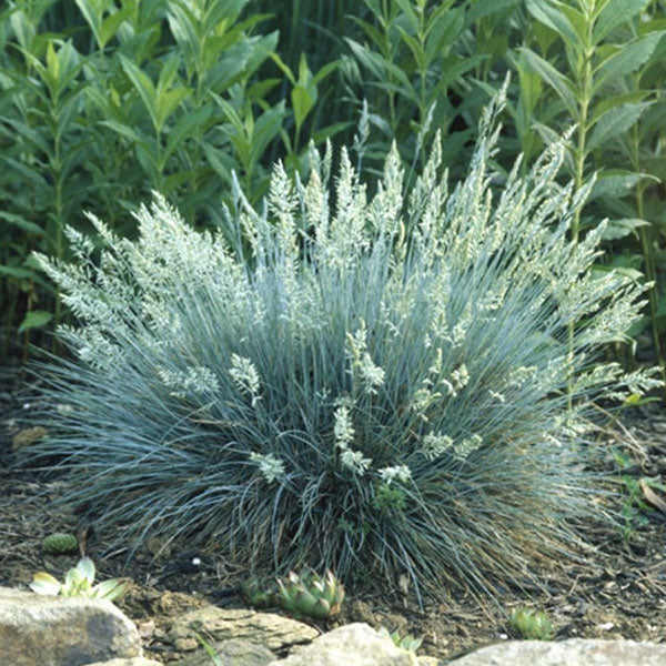 Festuca 'Elijah Blue'