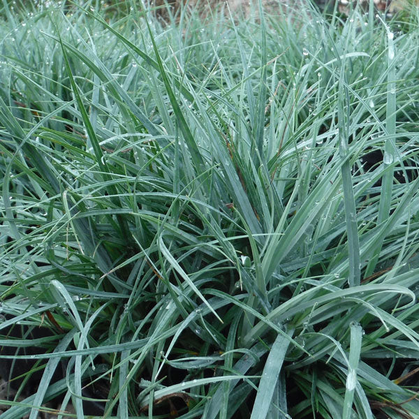 Carex flacca 'Blue Zinger'