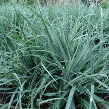 Load image into Gallery viewer, Carex flacca &#39;Blue Zinger&#39;
