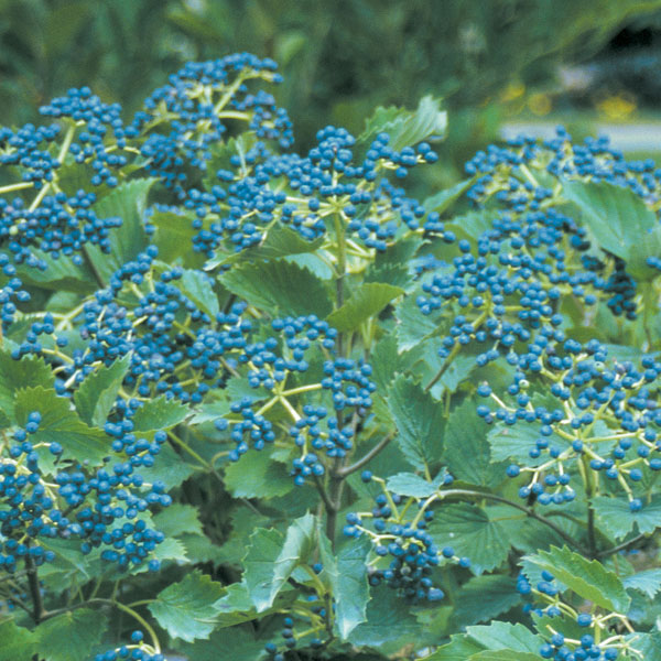 Viburnum dentatum 'Blue Muffin' - 7 Gallon Pot