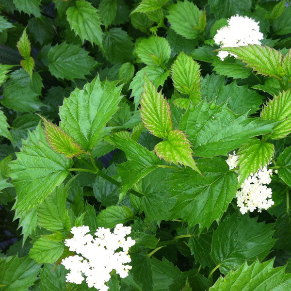 Viburnum dentatum 'Blue Muffin' - 7 Gallon Pot