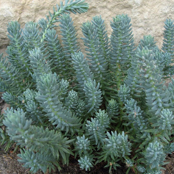 Sedum reflexum 'Blue Spruce' - 1 Gallon Pot