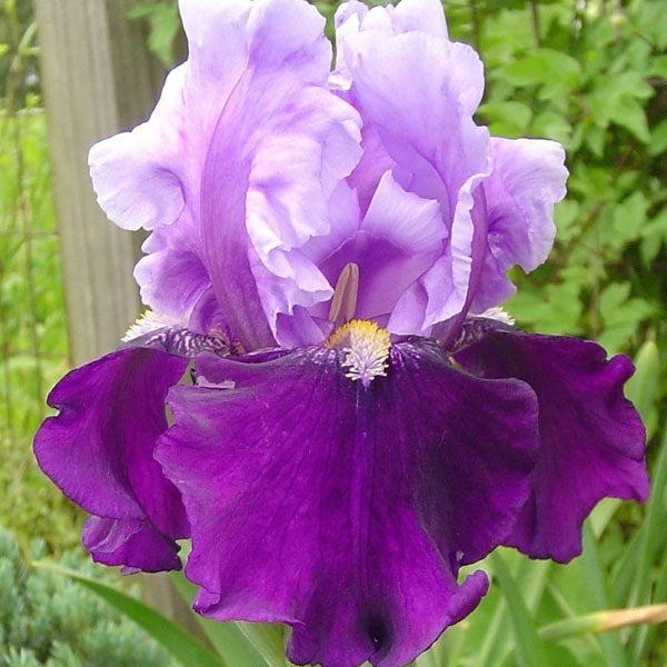Iris germanica 'Bluebird Wine' - 1 Gallon Pot