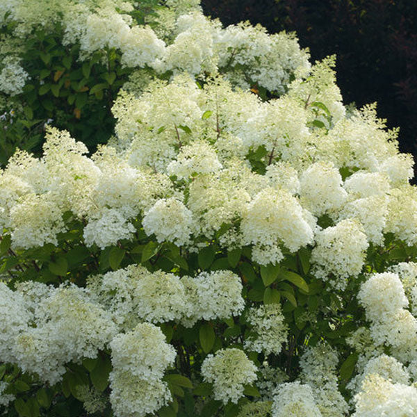 Hydrangea paniculata Bobo® - 3 Gallon Pot