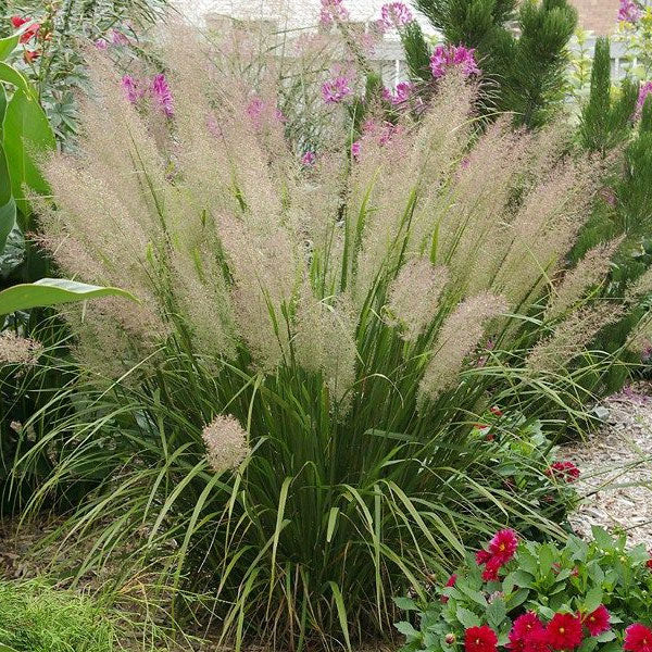 Calamagrostis brachytricha - 3 Gallon