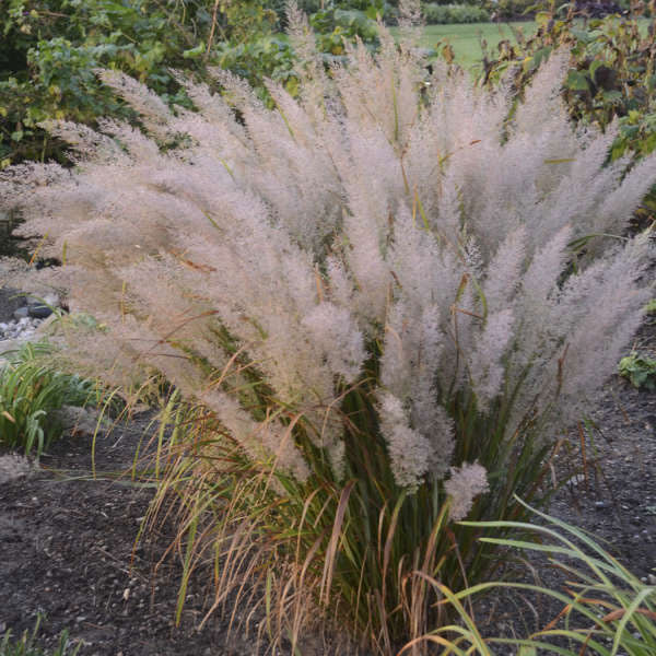 Calamagrostis brachytricha - 3 Gallon