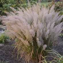 Load image into Gallery viewer, Calamagrostis brachytricha - 3 Gallon
