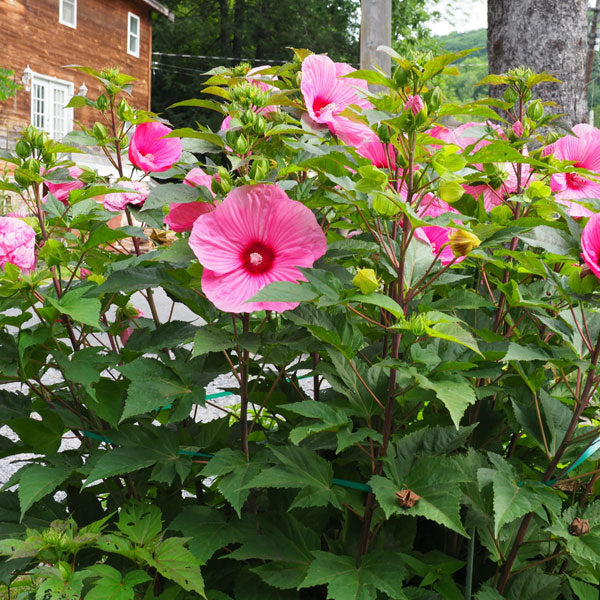 Hibiscus 'Brandy Punch' - 2 Gallon Pot