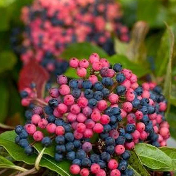 Viburnum nudum 'Brandywine'