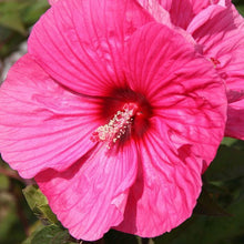 Load image into Gallery viewer, Hibiscus &#39;Brandy Punch&#39; - 2 Gallon Pot
