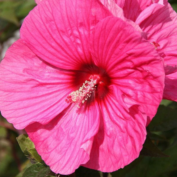 Hibiscus 'Brandy Punch' - 2 Gallon Pot