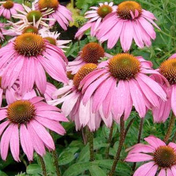 Echinacea 'Bright Star' - 2 Gallon Pot