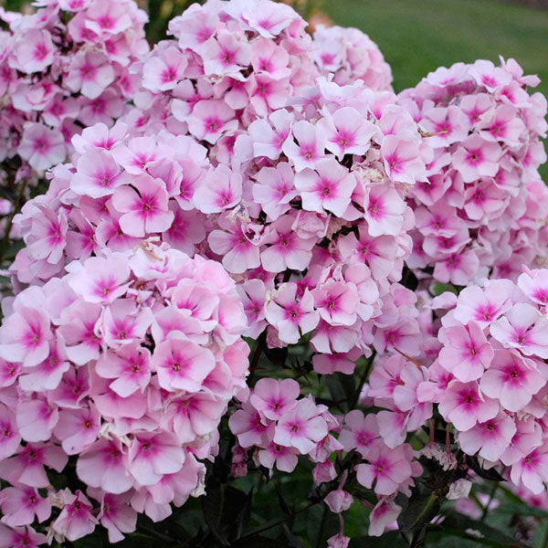 Phlox paniculata 'Bright Eyes'