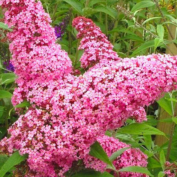 Buddleia 'Pink Delight'