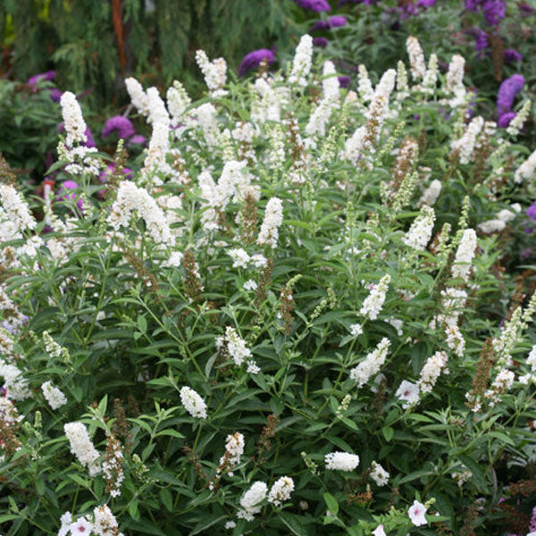 Buddleia 'Miss Pearl' - 3 Gallon Pot