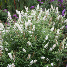 Load image into Gallery viewer, Buddleia &#39;Miss Pearl&#39; - 3 Gallon Pot
