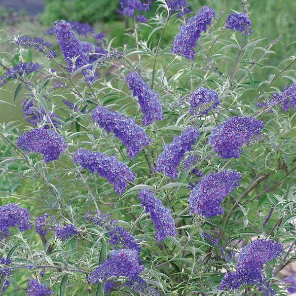 Buddleia 'Nonho Blue' - 3 Gallon Pot