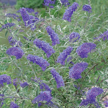 Load image into Gallery viewer, Buddleia &#39;Nonho Blue&#39; - 3 Gallon Pot
