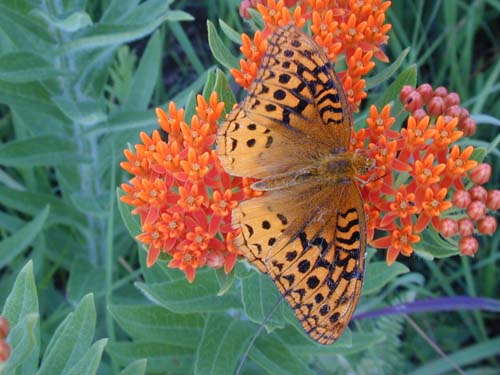Asclepias tuberosa - Butterfly Weed -1 Gallon