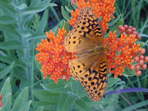 Asclepias tuberosa - Butterfly Weed -1 Gallon