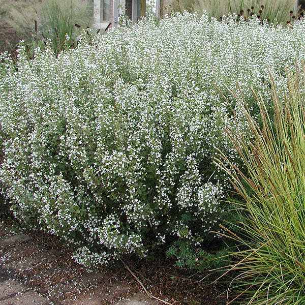 Calamintha 'Blue Cloud'