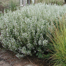 Load image into Gallery viewer, Calamintha &#39;Blue Cloud&#39; - 2 Gallon Pot
