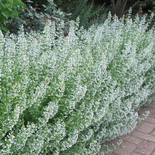 Calamintha 'White Cloud'