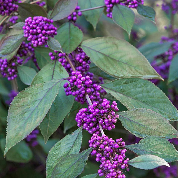 Callicarpa bodinieri 'Profusion' - 3 Gallon Pot