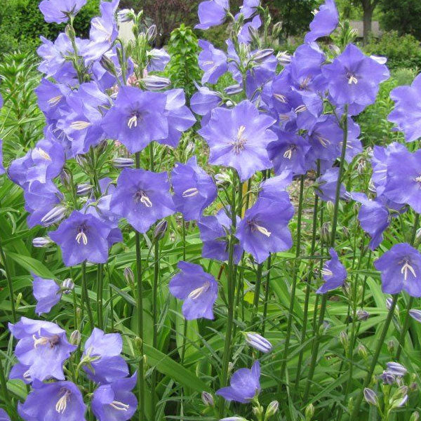 Campanula persicifolia 'Blue' - 2 Gallon Pot