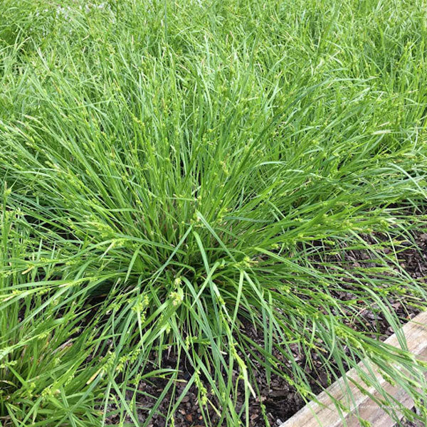 Carex amphibola
