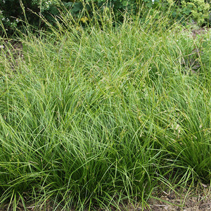 Carex Cherokeensis - 1 Gallon