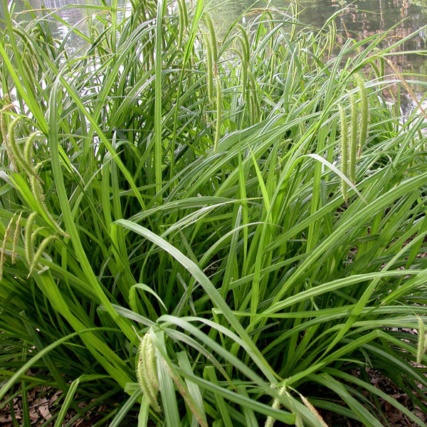 Carex crinita - 1 Gallon