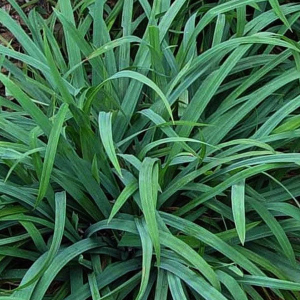 Carex flaccosperma 'Blue Wood Sedge' - 1 Gallon