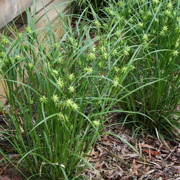 Carex greyi 'Grey's Sedge' - 1 Gallon