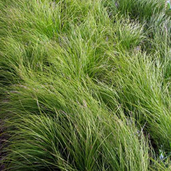 Carex pensylvanica